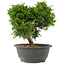 Juniperus chinensis Itoigawa, 24 cm, ± 15 jaar oud
