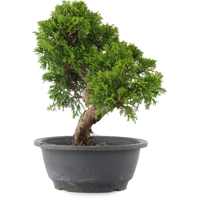 Juniperus chinensis Itoigawa, 26,5 cm, ± 15 jaar oud