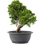 Juniperus chinensis Itoigawa, 26,5 cm, ± 15 anni