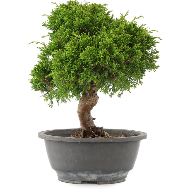 Juniperus chinensis Itoigawa, 26,5 cm, ± 15 jaar oud