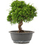 Juniperus chinensis Itoigawa, 26,5 cm, ± 15 jaar oud