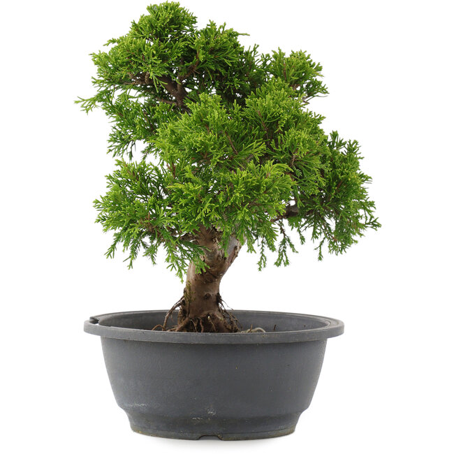 Juniperus chinensis Itoigawa, 26,5 cm, ± 15 anni