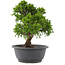 Juniperus chinensis Itoigawa, 26,5 cm, ± 15 Jahre alt