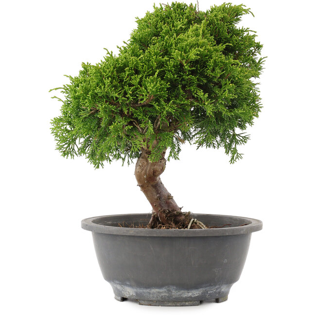Juniperus chinensis Itoigawa, 26,5 cm, ± 15 años