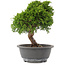 Juniperus chinensis Itoigawa, 26,5 cm, ± 15 jaar oud