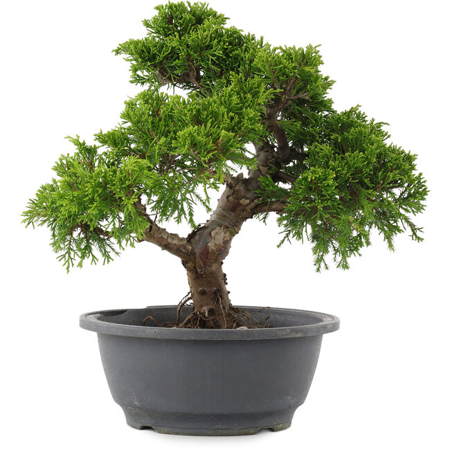 Juniperus chinensis Itoigawa, 26,5 cm, ± 15 años