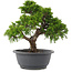 Juniperus chinensis Itoigawa, 26,5 cm, ± 15 anni