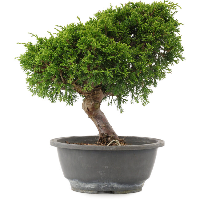 Juniperus chinensis Itoigawa, 26,5 cm, ± 15 jaar oud