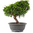 Juniperus chinensis Itoigawa, 26,5 cm, ± 15 años