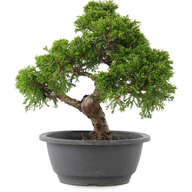 Juniperus chinensis Itoigawa, 26,5 cm, ± 15 años