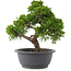 Juniperus chinensis Itoigawa, 26,5 cm, ± 15 anni