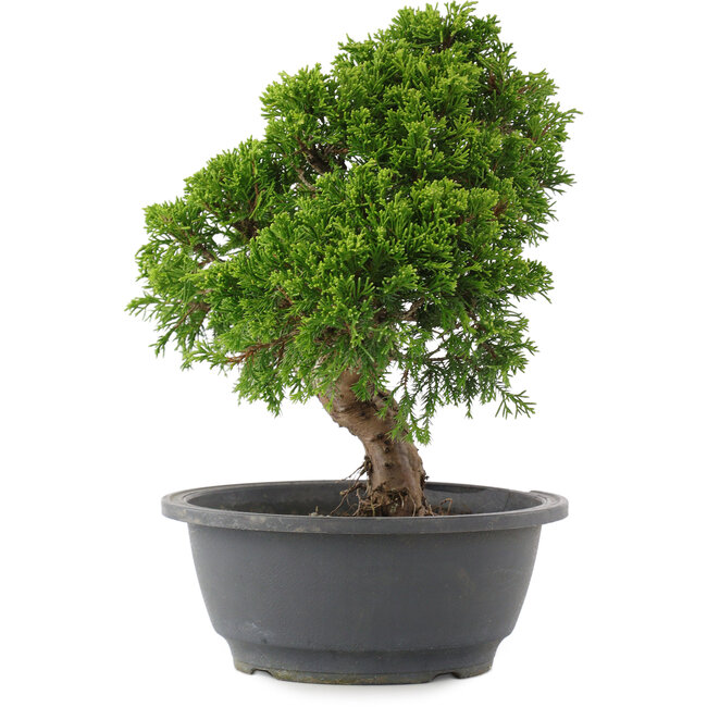 Juniperus chinensis Itoigawa, 26,5 cm, ± 15 Jahre alt