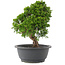 Juniperus chinensis Itoigawa, 26,5 cm, ± 15 Jahre alt