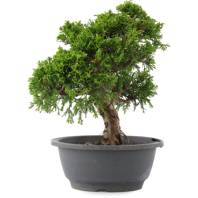 Juniperus chinensis Itoigawa, 26,5 cm, ± 15 years old