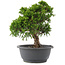 Juniperus chinensis Itoigawa, 26,5 cm, ± 15 anni