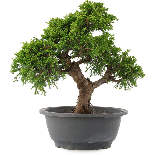 Juniperus chinensis Itoigawa, 26,5 cm, ± 15 jaar oud