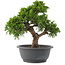 Juniperus chinensis Itoigawa, 26,5 cm, ± 15 Jahre alt