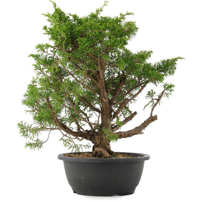 Juniperus chinensis Itoigawa, 37 cm, ± 15 anni