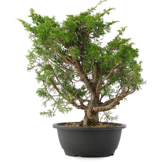 Juniperus chinensis Itoigawa, 37 cm, ± 15 años