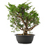 Juniperus chinensis Itoigawa, 37 cm, ± 15 jaar oud