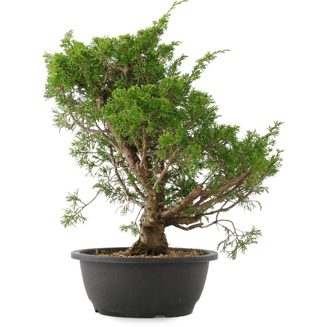 Juniperus chinensis Itoigawa, 37 cm, ± 15 años