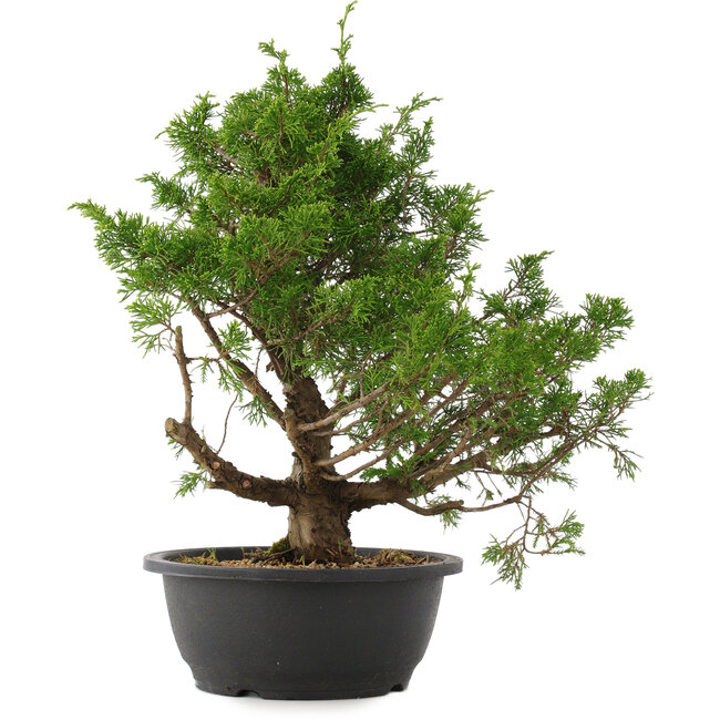 Juniperus chinensis Itoigawa, 37 cm, ± 15 años