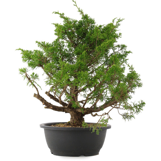 Juniperus chinensis Itoigawa, 37 cm, ± 15 años