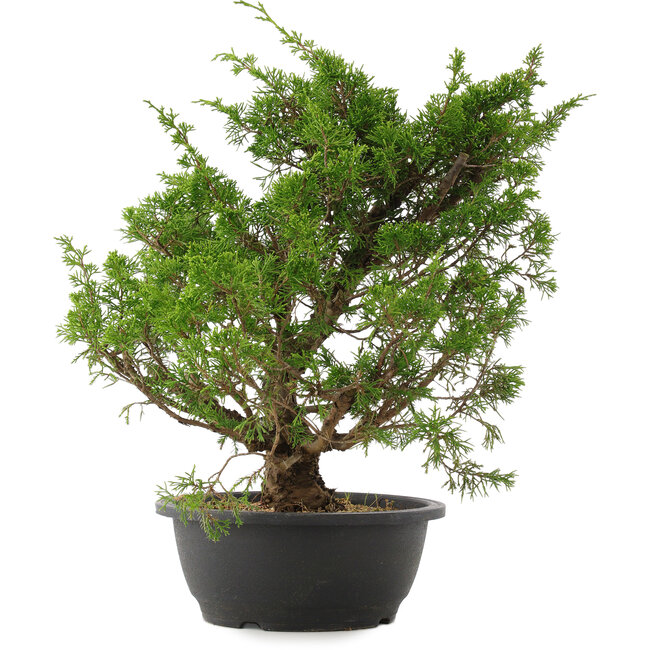 Juniperus chinensis Itoigawa, 37 cm, ± 15 jaar oud