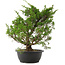 Juniperus chinensis Itoigawa, 37 cm, ± 15 ans