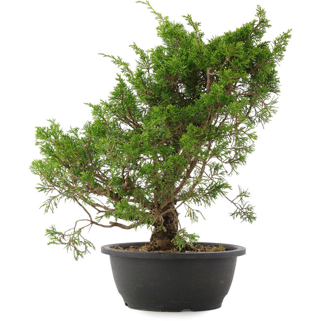 Juniperus chinensis Itoigawa, 37 cm, ± 15 años