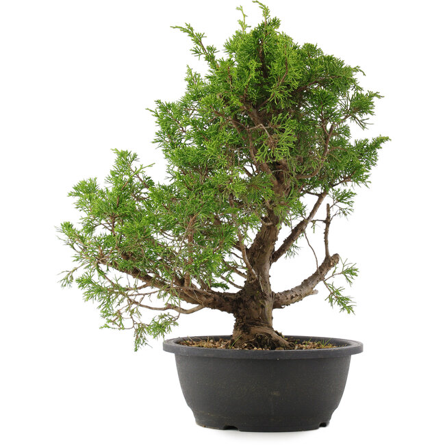 Juniperus chinensis Itoigawa, 37 cm, ± 15 años