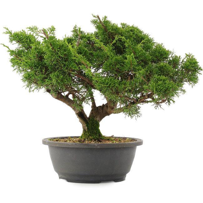 Juniperus chinensis Itoigawa, 28,5 cm, ± 15 jaar oud