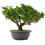 Juniperus chinensis Itoigawa, 28,5 cm, ± 15 jaar oud