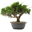 Juniperus chinensis Itoigawa, 28,5 cm, ± 15 years old