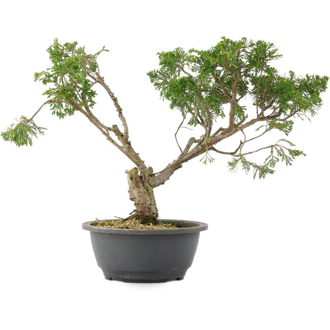 Juniperus chinensis Itoigawa, 31 cm, ± 15 jaar oud