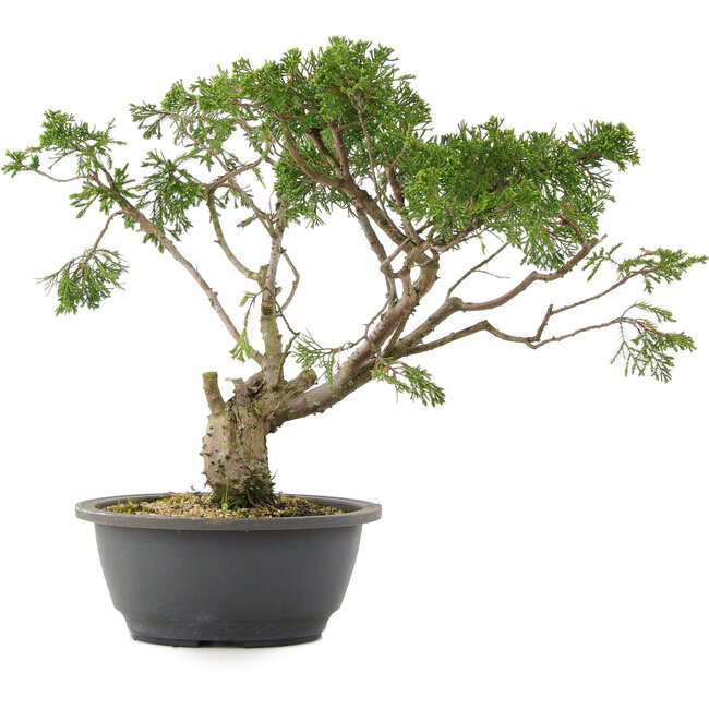 Juniperus chinensis Itoigawa, 31 cm, ± 15 ans