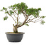 Juniperus chinensis Itoigawa, 31 cm, ± 15 anni