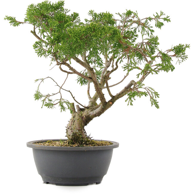 Juniperus chinensis Itoigawa, 31 cm, ± 15 years old