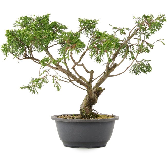 Juniperus chinensis Itoigawa, 31 cm, ± 15 ans