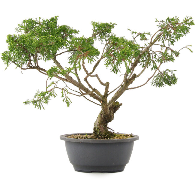 Juniperus chinensis Itoigawa, 31 cm, ± 15 jaar oud