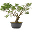 Juniperus chinensis Itoigawa, 31 cm, ± 15 Jahre alt