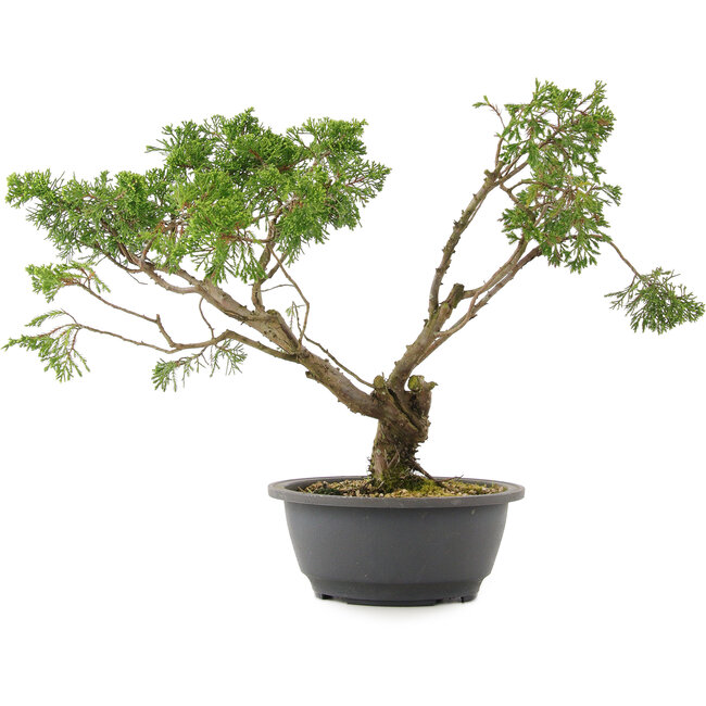 Juniperus chinensis Itoigawa, 31 cm, ± 15 ans