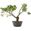 Juniperus chinensis Itoigawa, 31 cm, ± 15 ans