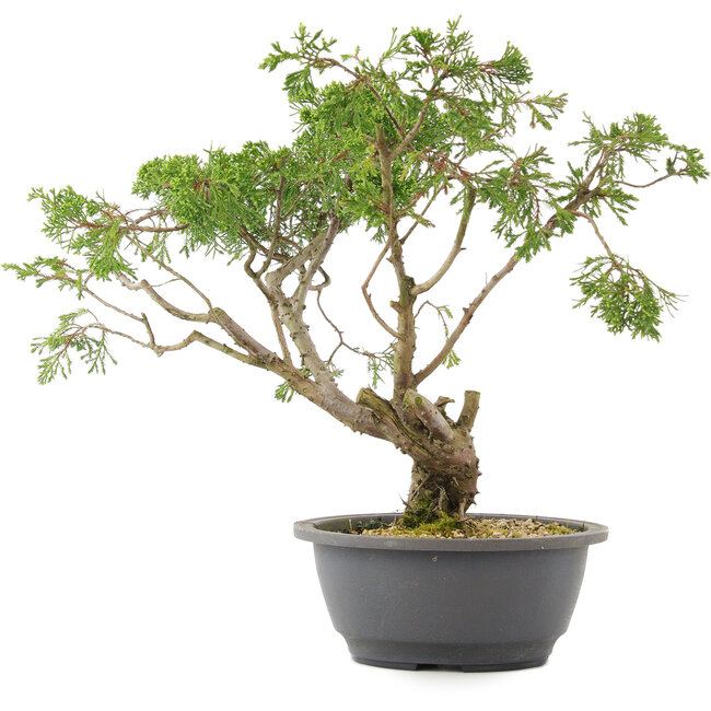 Juniperus chinensis Itoigawa, 31 cm, ± 15 years old