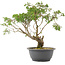 Juniperus chinensis Itoigawa, 31 cm, ± 15 ans
