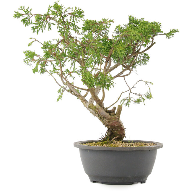 Juniperus chinensis Itoigawa, 31 cm, ± 15 years old