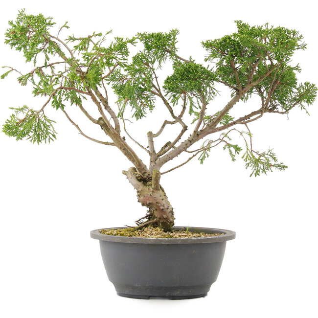 Juniperus chinensis Itoigawa, 31 cm, ± 15 ans