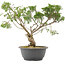 Juniperus chinensis Itoigawa, 31 cm, ± 15 Jahre alt