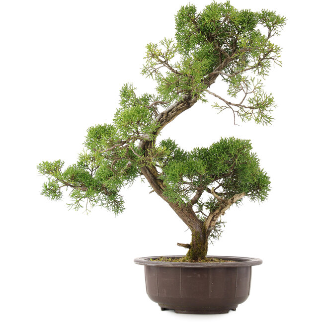 Juniperus chinensis Kishu, 55 cm, ± 25 years old