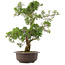 Juniperus chinensis Kishu, 55 cm, ± 25 years old